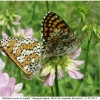 melitaea cinxia copula2 volg